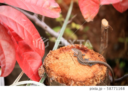 とかげ とかげ 58771168