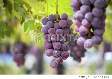 葡萄畑　ぶどう畑 58771185