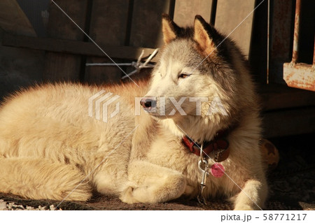 ハスキー犬の写真素材
