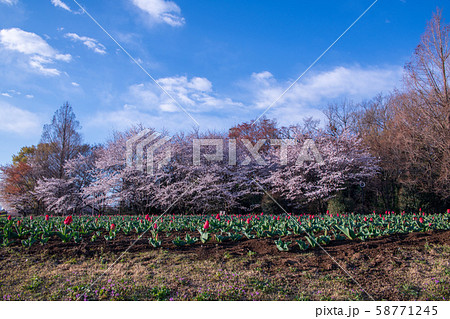 桜の季節 チューリップ 大宮花の丘農林公苑 さいたま市 桜の季節 チューリップ 大宮花の丘農林公苑 さいたま市 58771245