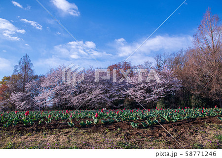 桜の季節 チューリップ 大宮花の丘農林公苑 さいたま市 桜の季節 チューリップ 大宮花の丘農林公苑 さいたま市 58771246
