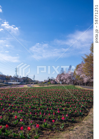 桜の季節 チューリップ 大宮花の丘農林公苑 さいたま市 桜の季節 チューリップ 大宮花の丘農林公苑 さいたま市 58771251