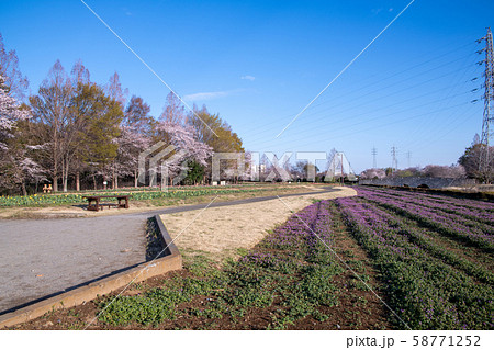 桜の季節 大宮花の丘農林公苑 さいたま市 桜の季節 大宮花の丘農林公苑 さいたま市 58771252