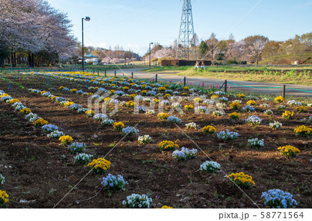 桜の季節 花壇 大宮花の丘農林公苑 さいたま市 桜の季節 花壇 大宮花の丘農林公苑 さいたま市 58771564
