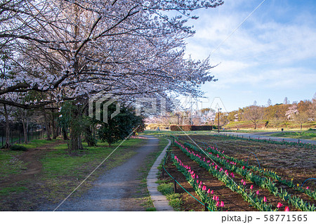 桜の季節 花壇 大宮花の丘農林公苑 さいたま市 桜の季節 花壇 大宮花の丘農林公苑 さいたま市 58771565