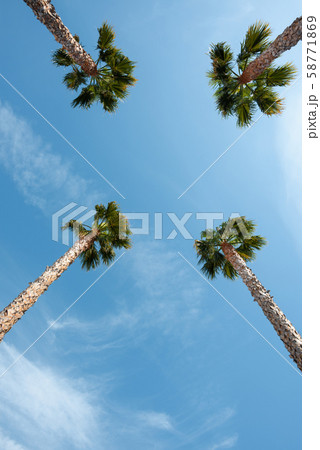 Four palm trees over blue sky on vacation beach perspective view with copy space 58771869