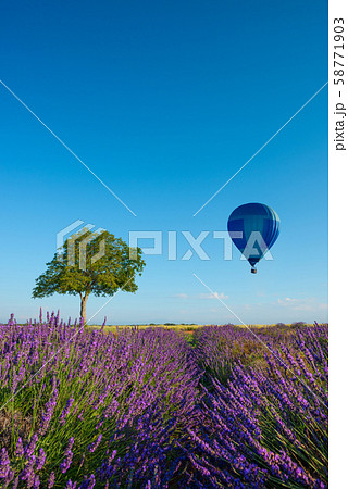 Provence landscape. Wallnut tree in lavender field with hot air balloon. 58771903