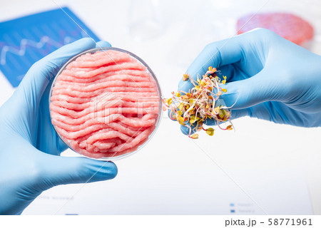 Scientist show pinch of plant material for animal meat substitute. Artificial laboratory vegetable source based meat research concept. 58771961
