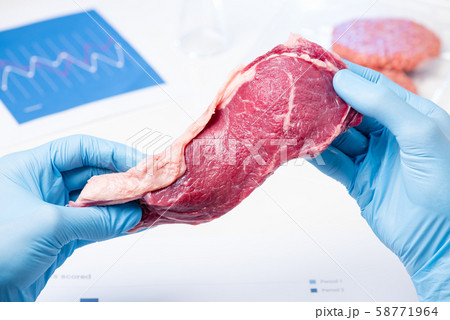 Meat steak in lab scientist hands. Meat inspection control check or artificial cultured meat concept. Meat steak in lab scientist hands. Meat inspection control check or artificial cultured meat concept. 58771964