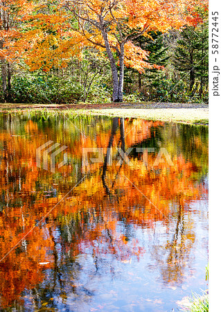 秋深まる紅葉　鹿追町 58772445