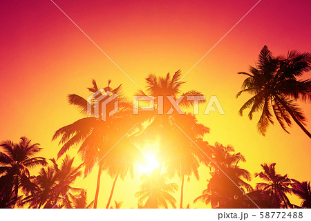 Tropical sunset sun and palm trees silhouettes on island beach. 58772488