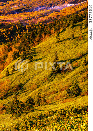 朝日に照らされる芳ヶ平湿原の紅葉・日本国道標高最高地点から 58772616