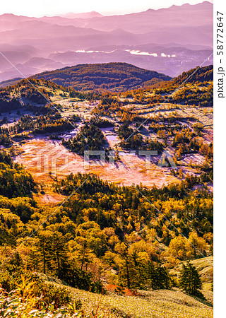 朝日に照らされる芳ヶ平湿原の紅葉 日本国道標高最高地点からの写真素材