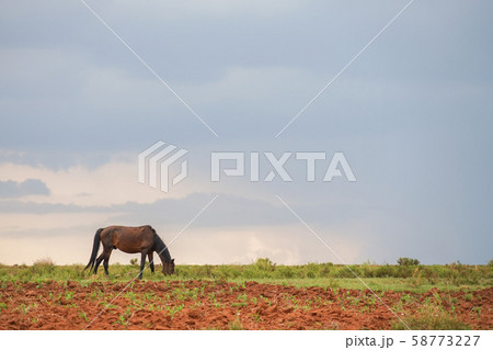 マレアレアの風景 58773227