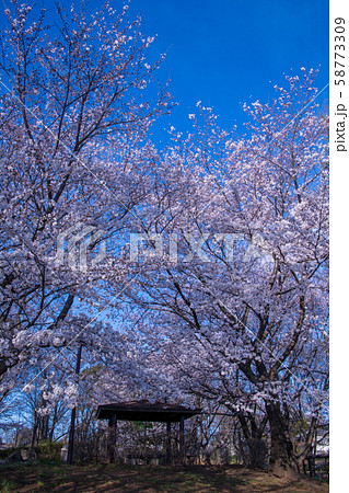 桜の季節 大宮花の丘農林公苑 さいたま市 桜の季節 大宮花の丘農林公苑 さいたま市 58773309