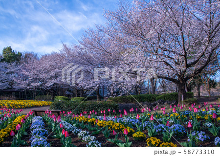 桜の季節 花壇　大宮花の丘農林公苑　さいたま市 58773310