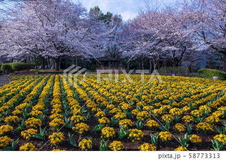 桜の季節 花壇　大宮花の丘農林公苑　さいたま市 58773313