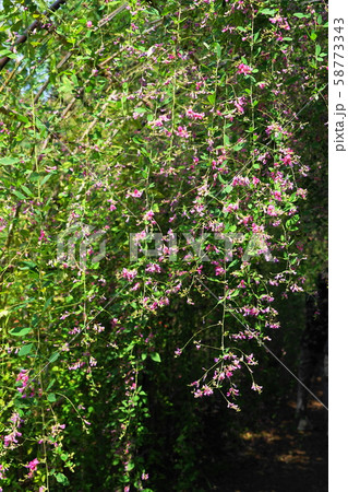 10月　府中71萩のﾄﾝﾈﾙ･郷土の森博物館 58773343