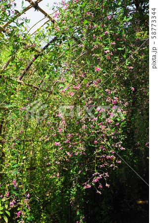10月　府中70萩のﾄﾝﾈﾙ･郷土の森博物館 58773344