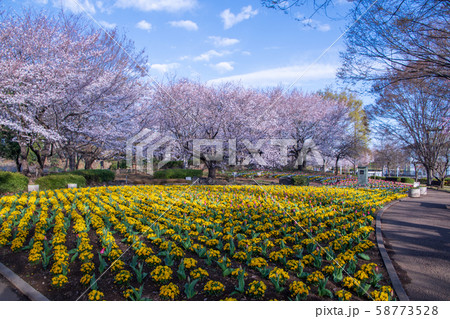 桜の季節 花壇 大宮花の丘農林公苑 さいたま市 桜の季節 花壇 大宮花の丘農林公苑 さいたま市 58773528