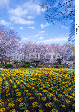 桜の季節 花壇 大宮花の丘農林公苑 さいたま市 桜の季節 花壇 大宮花の丘農林公苑 さいたま市 58773529