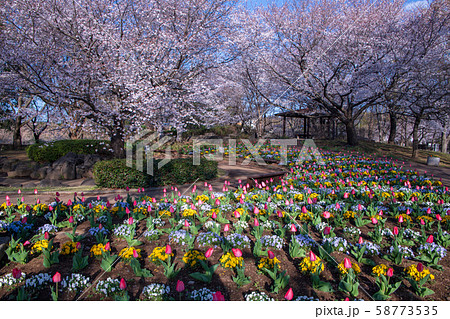 桜の季節 花壇 大宮花の丘農林公苑 さいたま市 桜の季節 花壇 大宮花の丘農林公苑 さいたま市 58773535