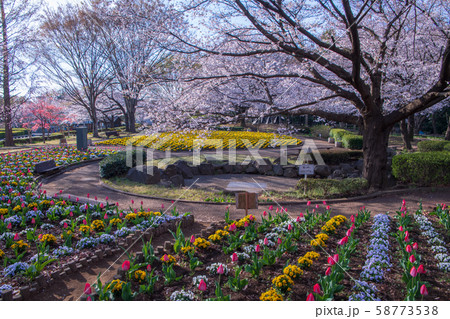 桜の季節 花壇 大宮花の丘農林公苑 さいたま市 桜の季節 花壇 大宮花の丘農林公苑 さいたま市 58773538