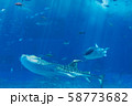 ジンベエザメ 58773682