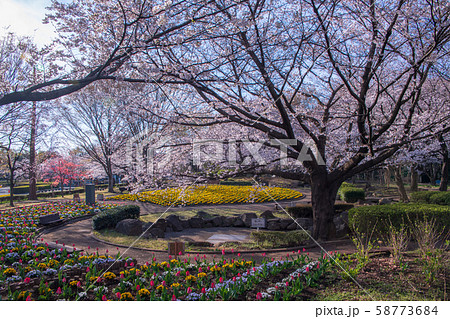 桜の季節 花壇 大宮花の丘農林公苑 さいたま市 桜の季節 花壇 大宮花の丘農林公苑 さいたま市 58773684