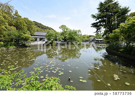 鶴ケ岡八幡宮 鶴ケ岡八幡宮 58773736