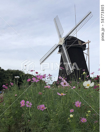 コスモスと風車 58773805