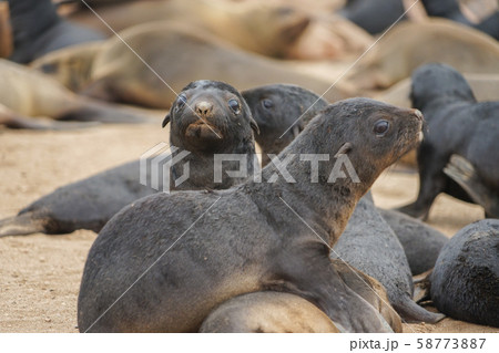 ミナミアフリカオットセイの子供の写真素材
