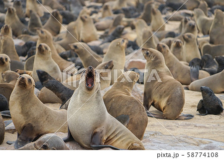ミナミアフリカオットセイの群れ 58774108