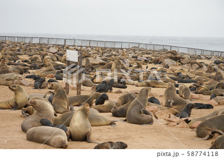 ミナミアフリカオットセイの群れの写真素材