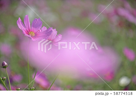 フラッシングピンク夢幻 58774518