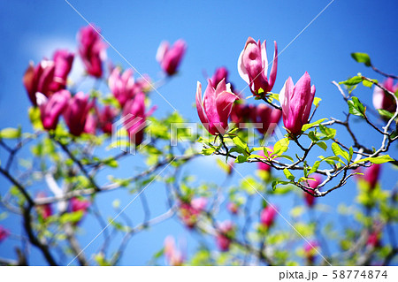 青空に咲く、モクレンの花 58774874