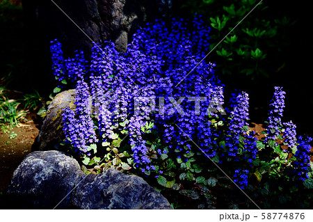 日本庭園に咲く、ジュウニヒトエの花 58774876