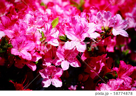咲き揃った、ヒラドツツジの花 58774878