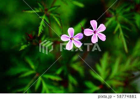 可憐な、ヒメフウロの花 58774881