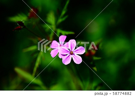 可憐な、ヒメフウロの花 58774882