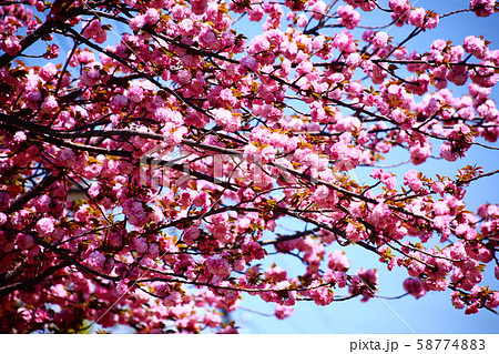 青空に咲く里桜　関山の花　 58774883