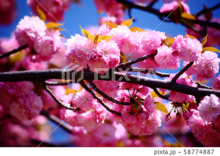 青空に咲く里桜 関山の花の写真素材