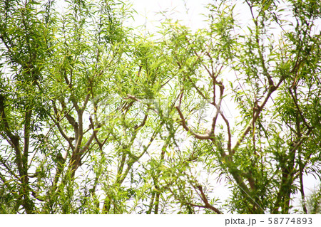 カワヤナギの若葉 58774893