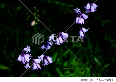 カンパニュラ ツリガネソウの花 カンパニュラ ツリガネソウの花 58774894