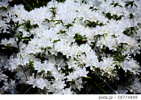 クルメツツジ 白い花 クルメツツジ 白い花 58774899