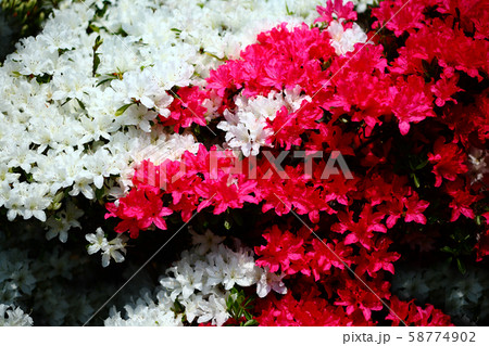 クルメツツジ　紅白の花 58774902
