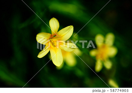 スイセンアヤメの花 スイセンアヤメの花 58774903