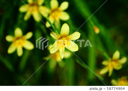 スイセンアヤメの花 スイセンアヤメの花 58774904
