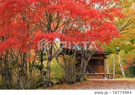 紅葉 横谷観音 蓼科高原 紅葉 横谷観音 蓼科高原 58774964