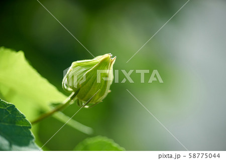 芙蓉のつぼみ・アップ 58775044